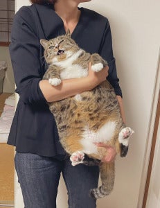 猫猫胖成长方形