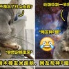 龙猫发呆思考 Ft Image V2