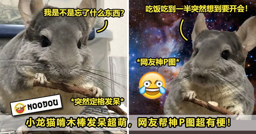 龙猫发呆思考 ft image V2