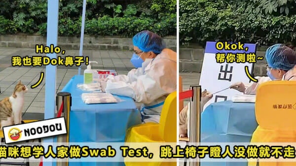 Cat Swab Test Featured 1