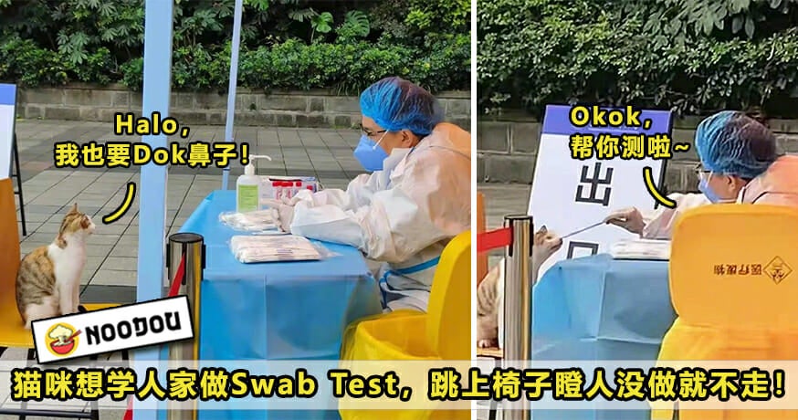 Cat Swab Test Featured 1