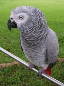 Parrot4