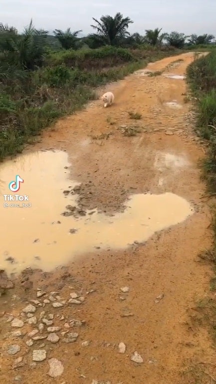 SS 1 cat and mud water puddle