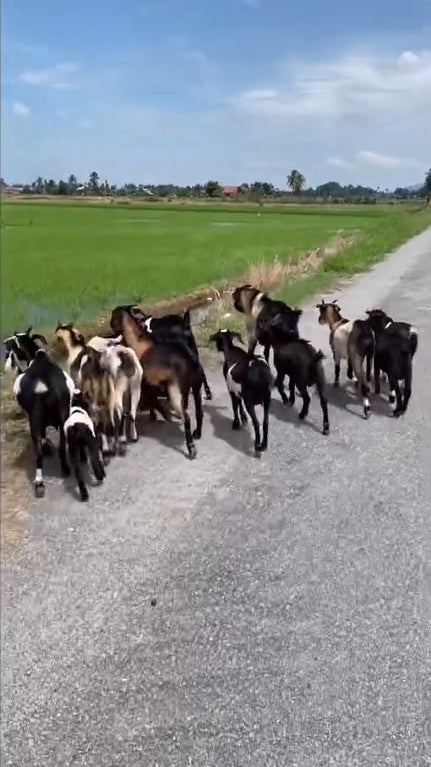 SS 10 man talking goat language to goats beside paddy field