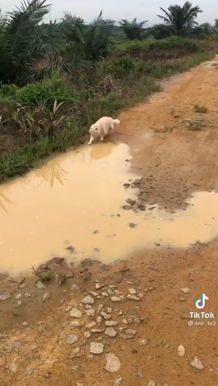 SS 2 cat and mud water puddle