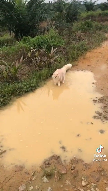 SS 3 cat and mud water puddle