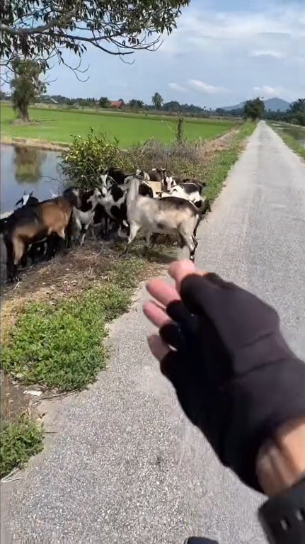 Ss 3 Man Talking Goat Language To Goats Beside Paddy Field