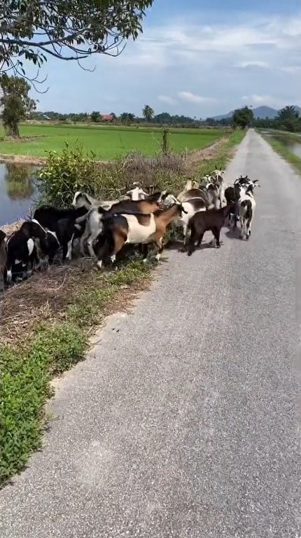 Ss 4 Man Talking Goat Language To Goats Beside Paddy Field