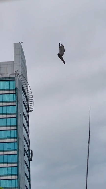 Ss 5 Eagle Stuck In Kite String Air