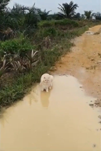 SS 5 cat and mud water puddle