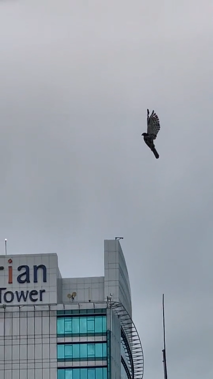 Ss 6 Eagle Stuck In Kite String Air