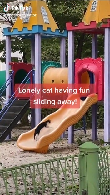 cat playing slide 1