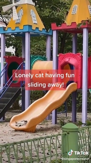 cat playing slide 2