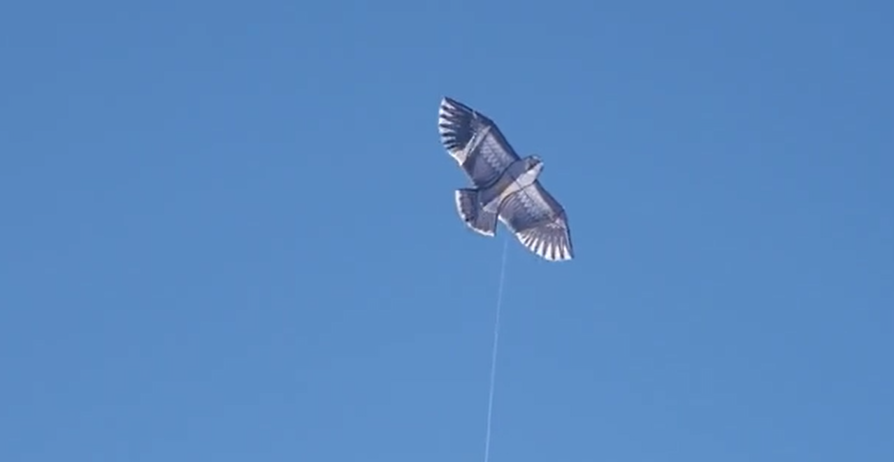 Eagle Kite