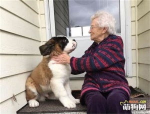 奶奶摸狗狗