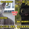 小猫咪天生4耳 ft image V1