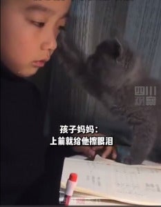 小猫帮小男孩擦眼泪01