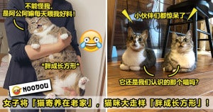 猫咪走样ft image V1