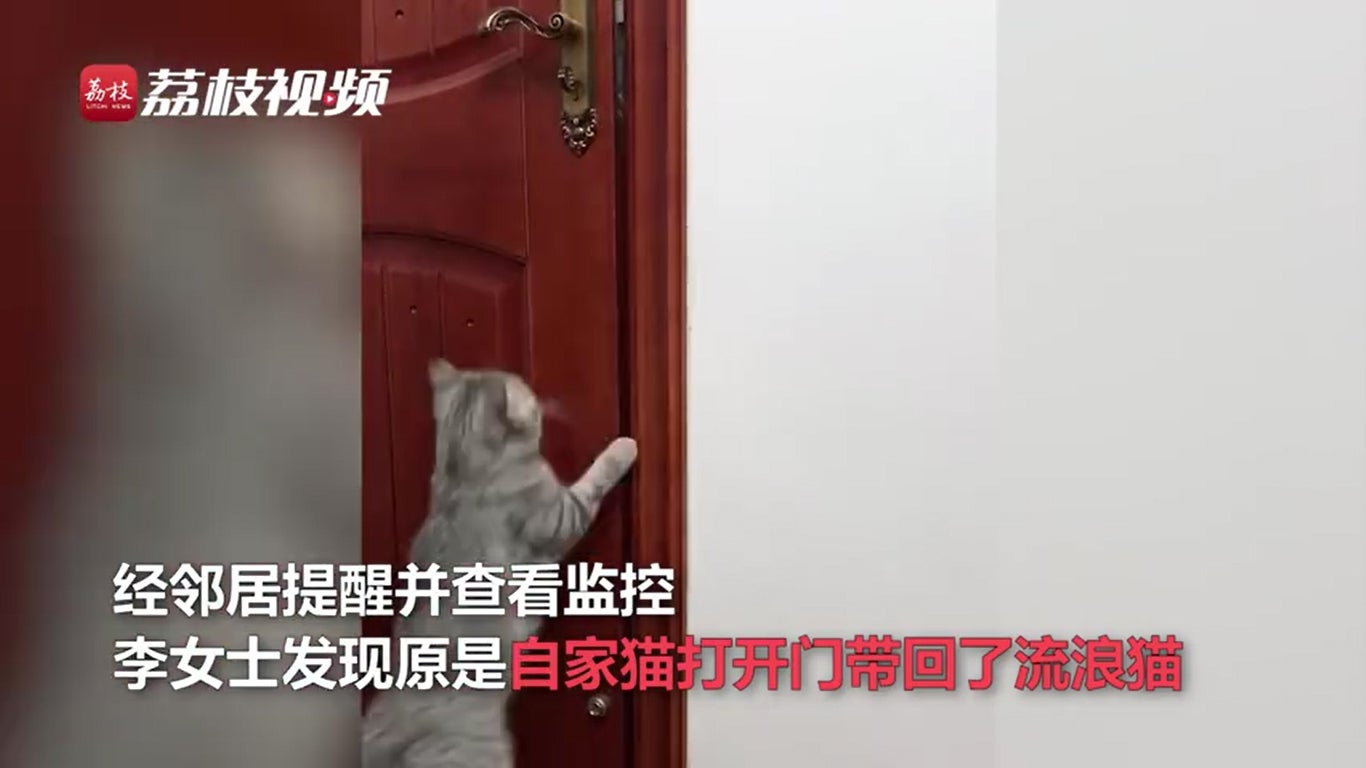 猫开门
