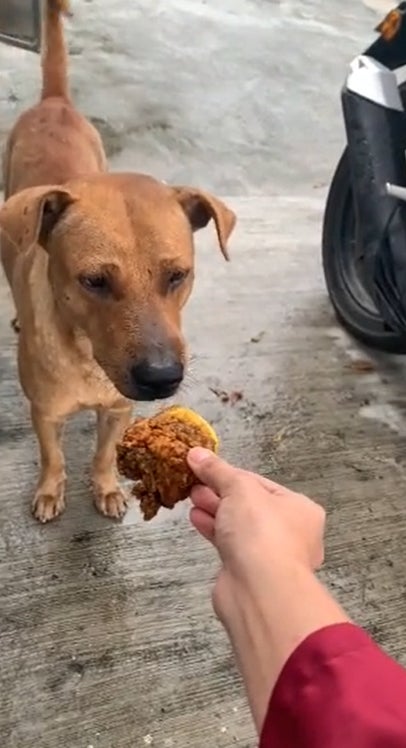 给狗狗食物