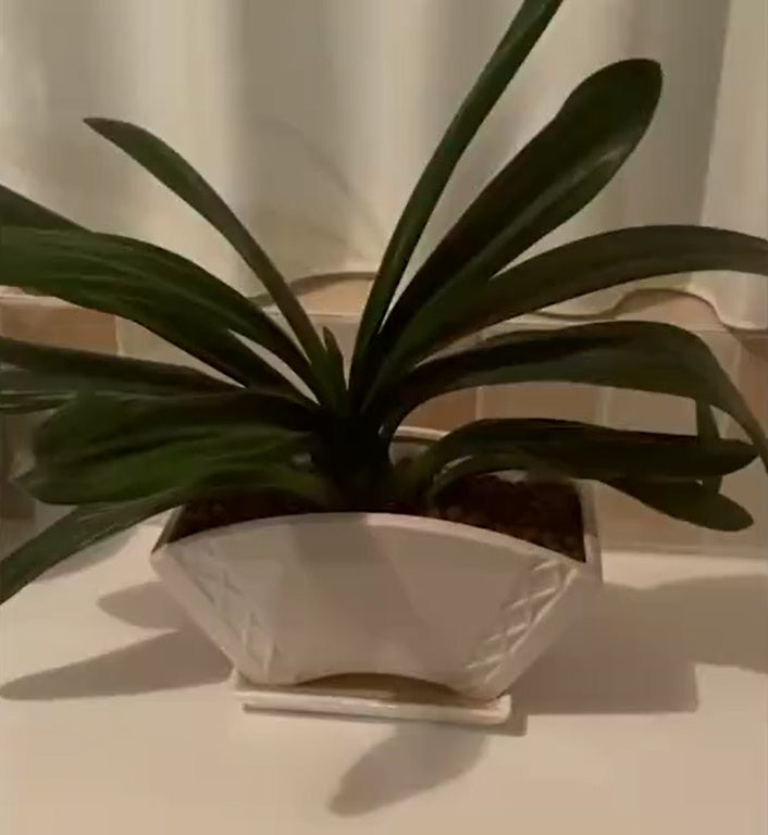 Ss1 Fake Plant