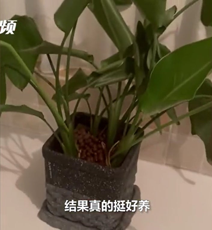 Ss3 Fake Plant