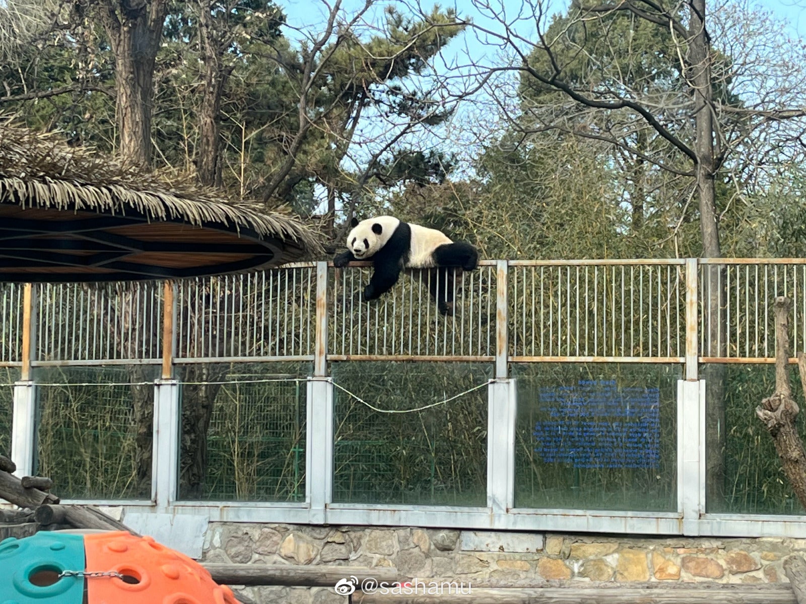 大熊猫越狱3