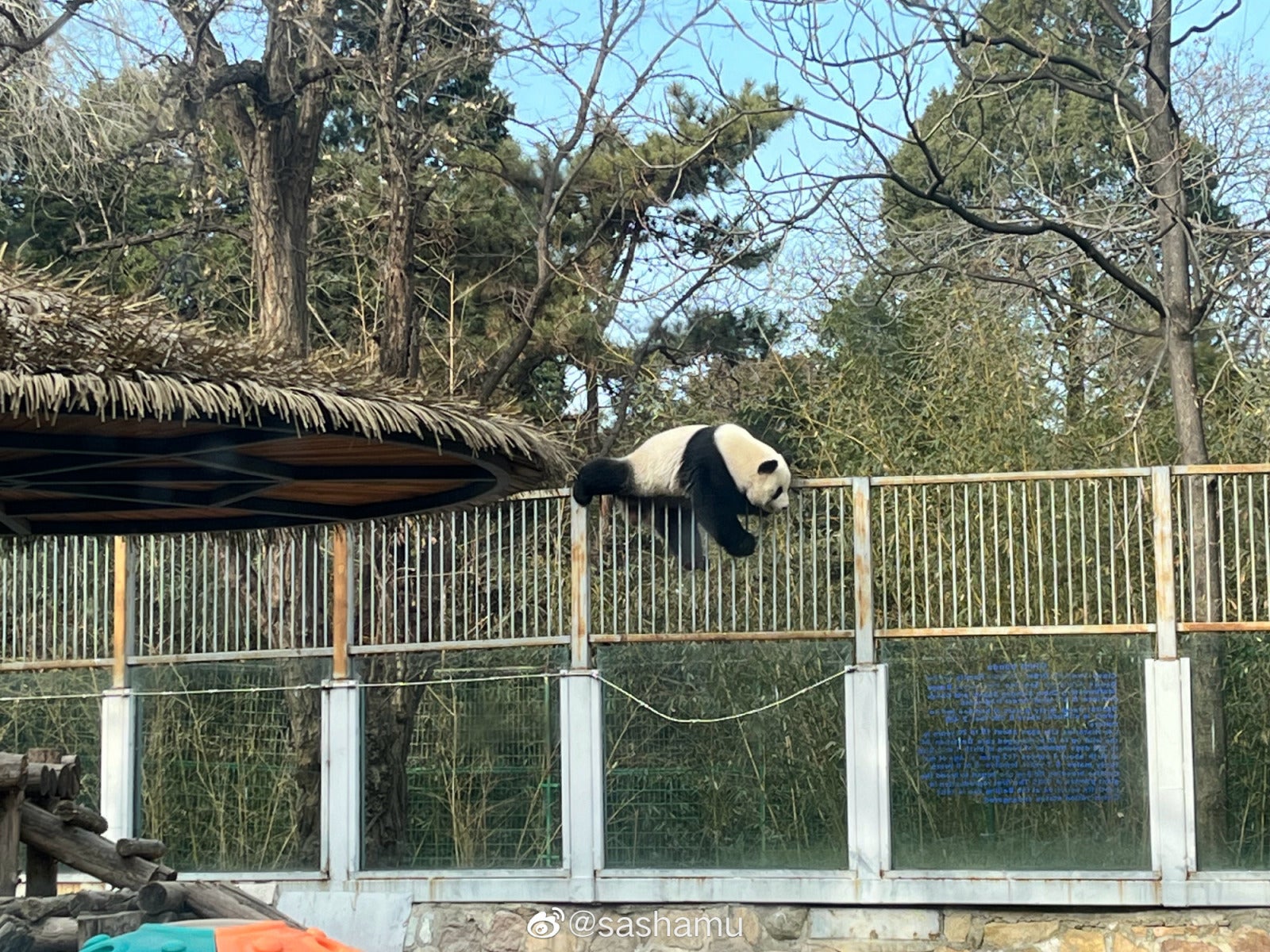 大熊猫越狱4