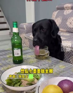 狗狗偷喝啤酒 01