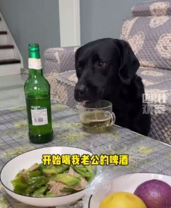 狗狗偷喝啤酒 02