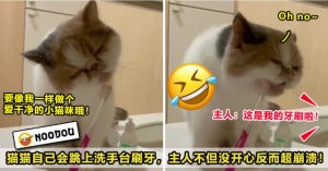 猫咪可爱 ftimagelinked