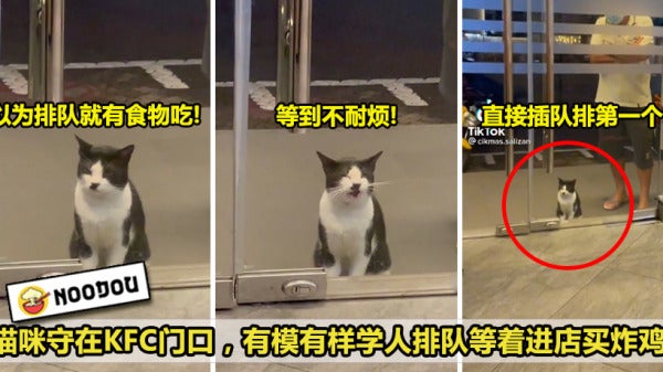 猫咪排队