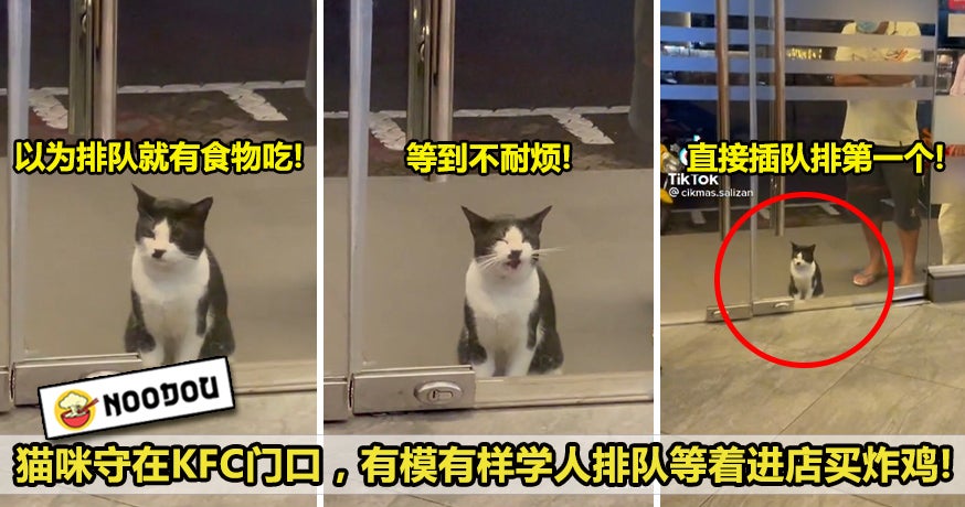 猫咪排队