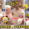 猫咪被迫营业 V1