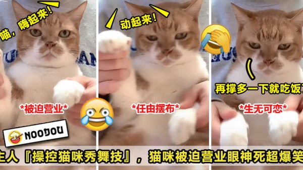 猫咪被迫营业 V1