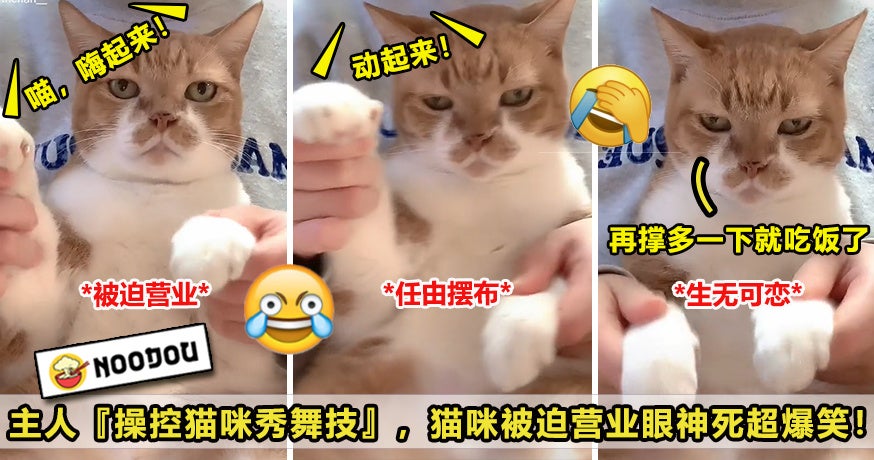 猫咪被迫营业 V1