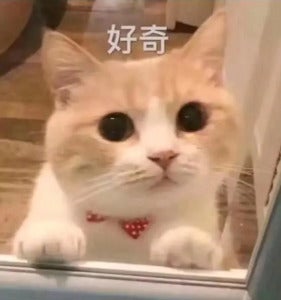 猫猫表情包