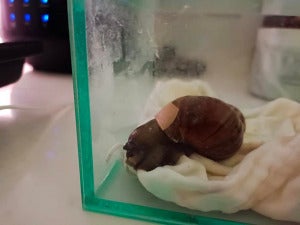 蜗牛 3