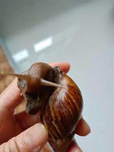 蜗牛 5