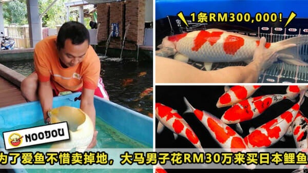 300K Buy Koi Fish Featured