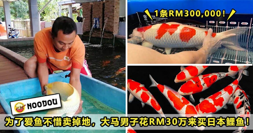 300k Buy Koi Fish Featured