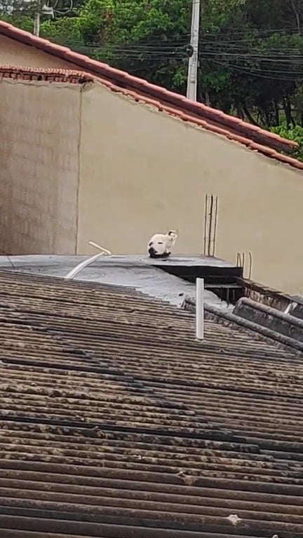 Dog Cat Rooftop 2