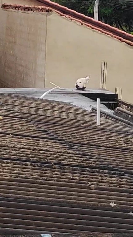 Dog Cat Rooftop 3