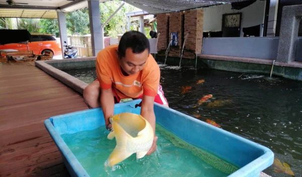 Man With Koi Fish