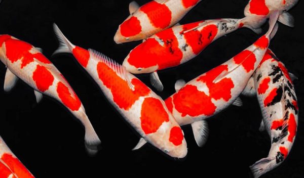 Mohd Zulkifli Husin With Japanese Koi Fish 2