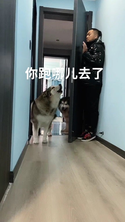 Ss 2 Dog Play Hide And Seek With Man