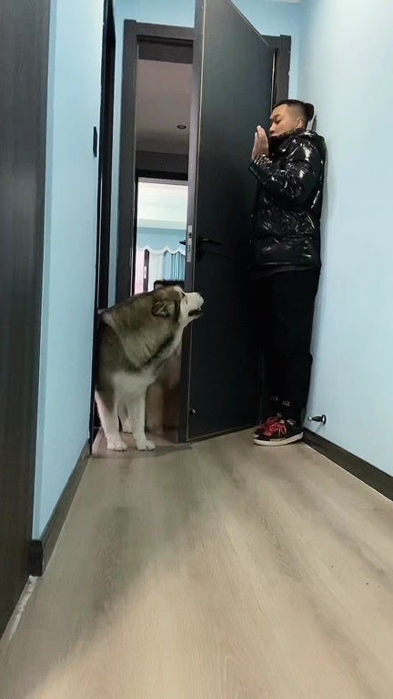 Ss 3 Dog Play Hide And Seek With Man