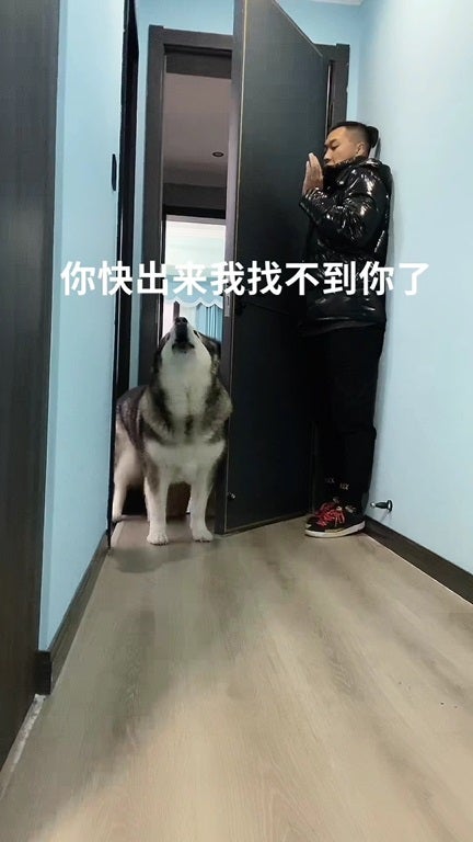 Ss 4 Dog Play Hide And Seek With Man