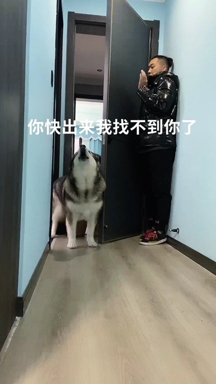 SS 4 dog play hide and seek with man