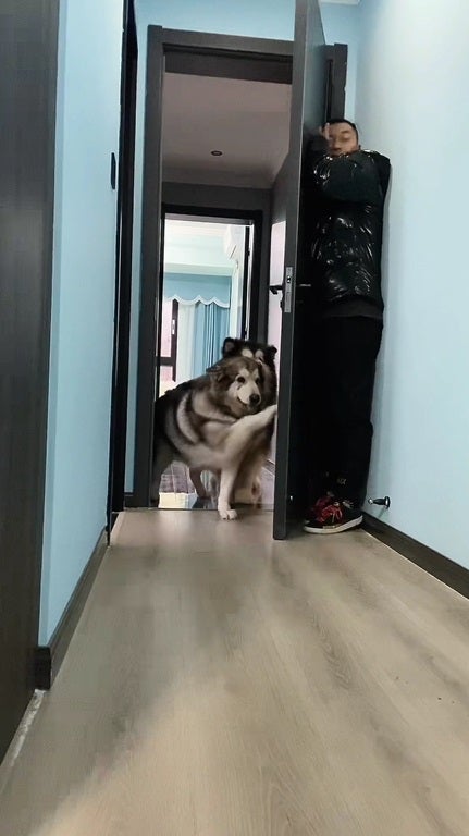 Ss 5 Dog Play Hide And Seek With Man